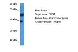 ECSIT Antibody, Novus Biologicals 100 &mu;L | Buy Online | Novus Biologicals | Fisher Scientific
